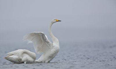 Wilde Zwaan/Whooper Swan