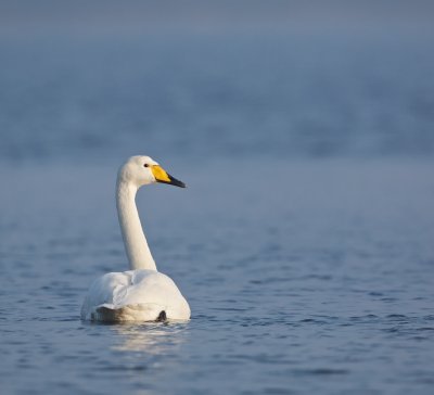 Wilde Zwaan/Whooper Swan