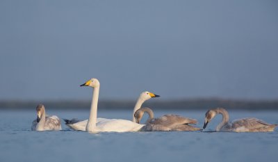 Wilde Zwaan/Whooper Swan