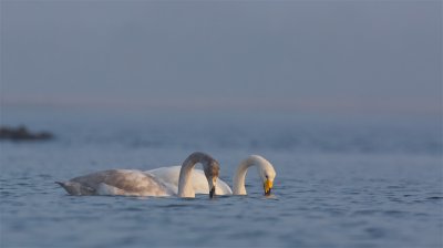 Wilde Zwaan/Whooper Swan