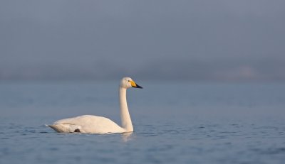 Wilde Zwaan/Whooper Swan