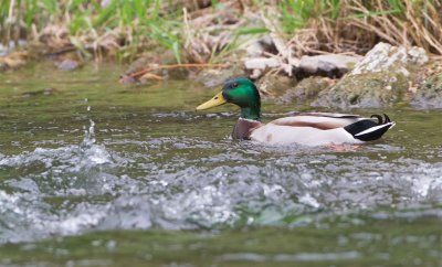 Wilde Eend/Mallard