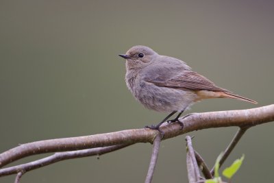 Zwarte Roodstaart/Black Redstart