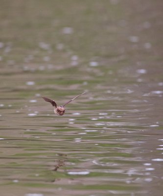 Watervleermuis / Daubenton's Bat 