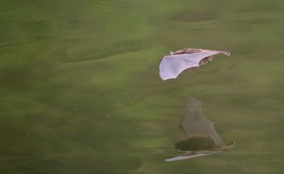 Watervleermuis / Daubenton's Bat 