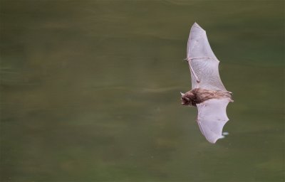 Watervleermuis / Daubenton's Bat 