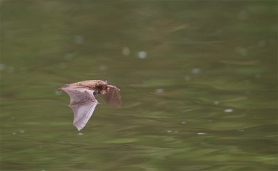 Watervleermuis / Daubenton's Bat 