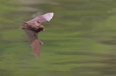 Watervleermuis / Daubenton's Bat 