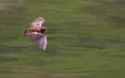 Watervleermuis / Daubenton's Bat 