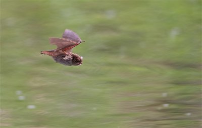 Watervleermuis / Daubenton's Bat 