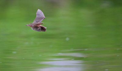 Watervleermuis / Daubenton's Bat 