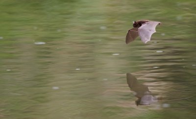 Watervleermuis / Daubenton's Bat 