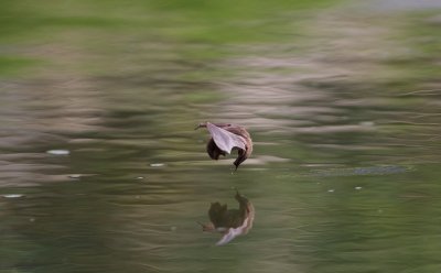 Watervleermuis / Daubenton's Bat 