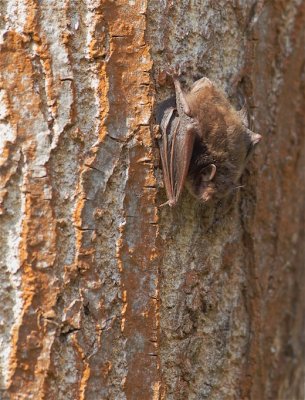 Watervleermuis / Daubenton's Bat