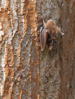 Watervleermuis / Daubenton's Bat 