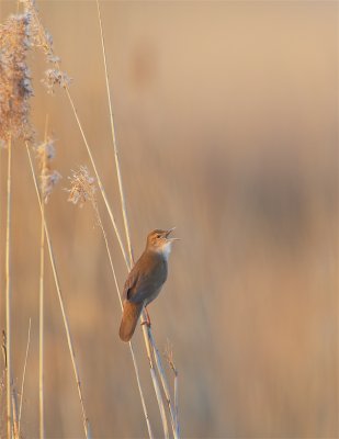 Snor/Savi's Warbler