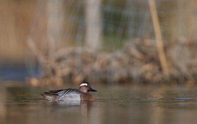 Zomertaling/Garganey