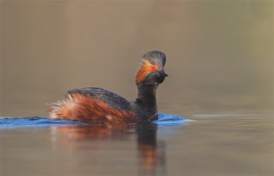 Geoorde Fuut/Black-necked Grebe
