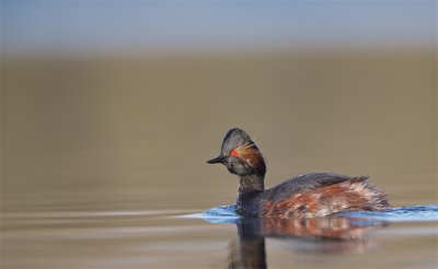 Geoorde Fuut/Black-necked Grebe