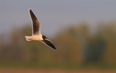 Dwergmeeuw/Little Gull