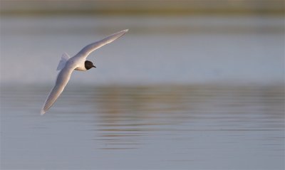 Dwergmeeuw/Little Gull