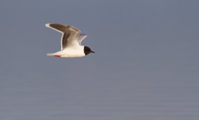 Dwergmeeuw/Little Gull