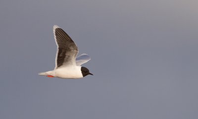 Dwergmeeuw/Little Gull