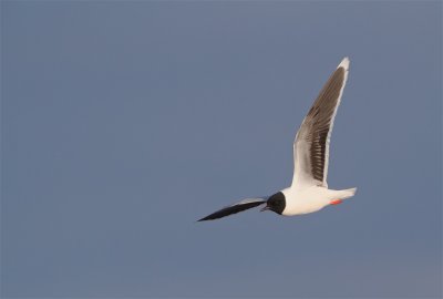 Dwergmeeuw/Little Gull