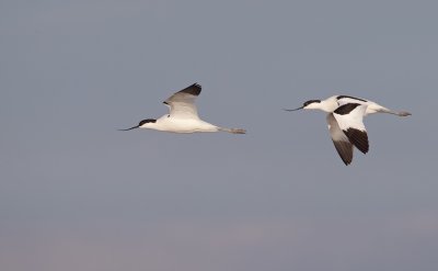 Kluut/Avocet