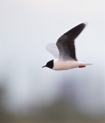 Dwergmeeuw/Little Gull