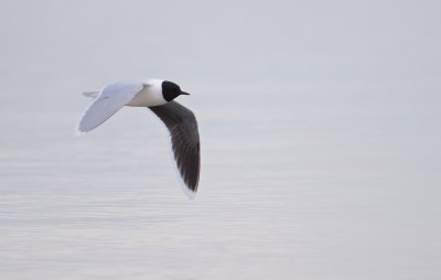 Dwergmeeuw/Little Gull