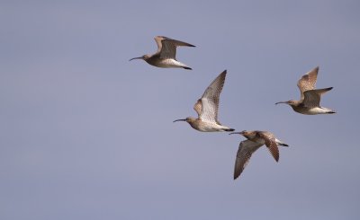 Regenwulp/Whimbrel