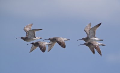 Regenwulp/Whimbrel