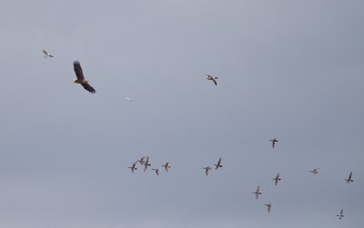 Zeearend/White-tailed Eagle