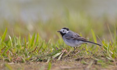Witte Kwikstaart/White Wagtail