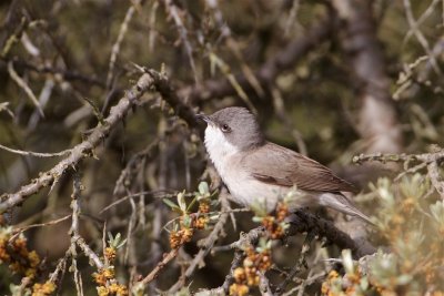 Braamsluiper/Lesser Whitethroat