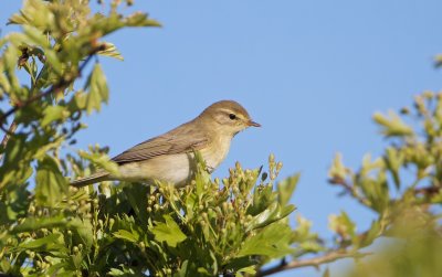 Fitis/Willow Warbler