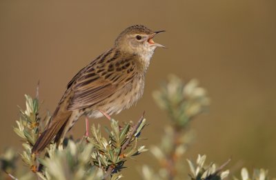 Sprinkhaanzanger/Grasshopper Warbler