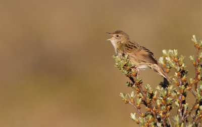 Sprinkhaanzanger/Grasshopper Warbler