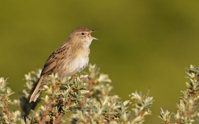 Sprinkhaanzanger/Grasshopper Warbler