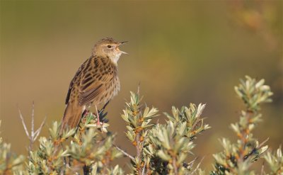 Sprinkhaanzanger/Grasshopper Warbler