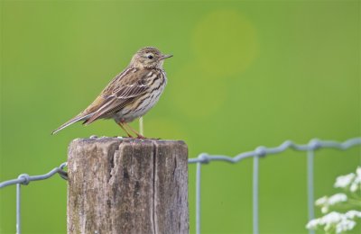 Graspieper/Meadow Pipit