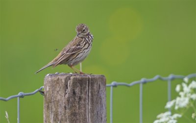 Graspieper/Meadow Pipit