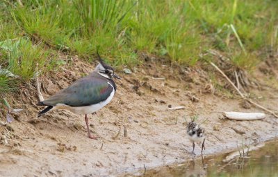 Kievit/Lapwing