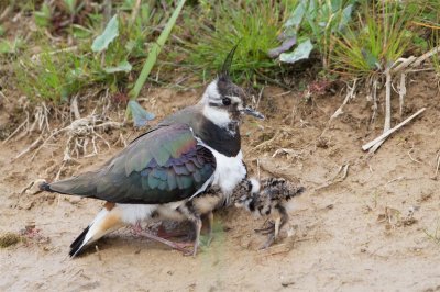 Kievit/Lapwing