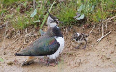 Kievit/Lapwing