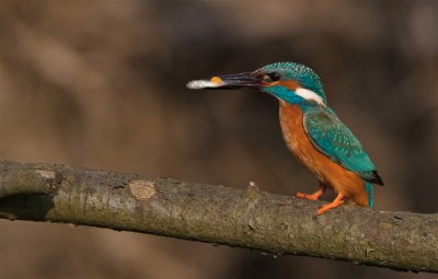 IJsvogel/Kingfisher