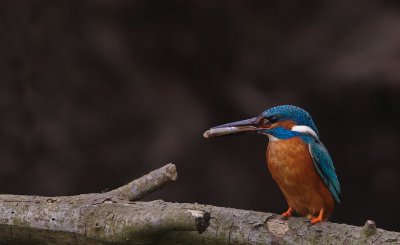 IJsvogel/Kingfisher