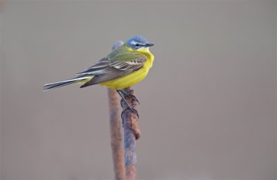 Gele Kwikstaart/Yellow Wagtail