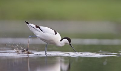 Kluut/Avocet